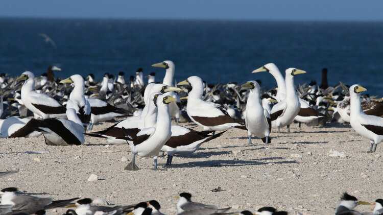 masked booby colony on bedout island