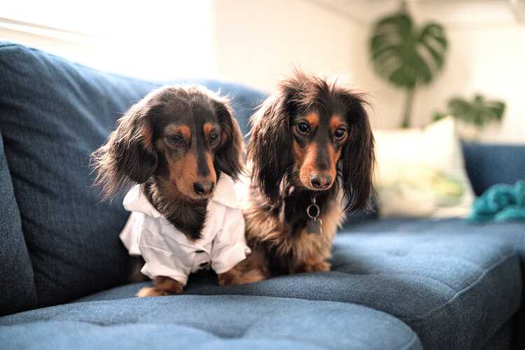 Two sausage dogs, one wearing lab coat