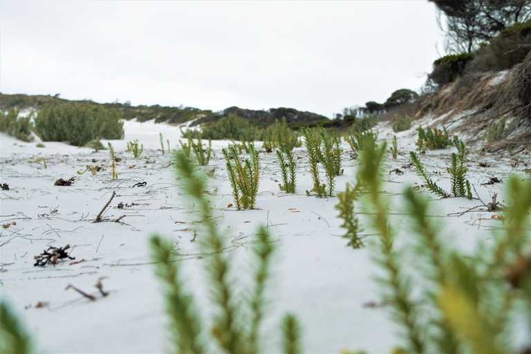 plants growing in sand at the beach