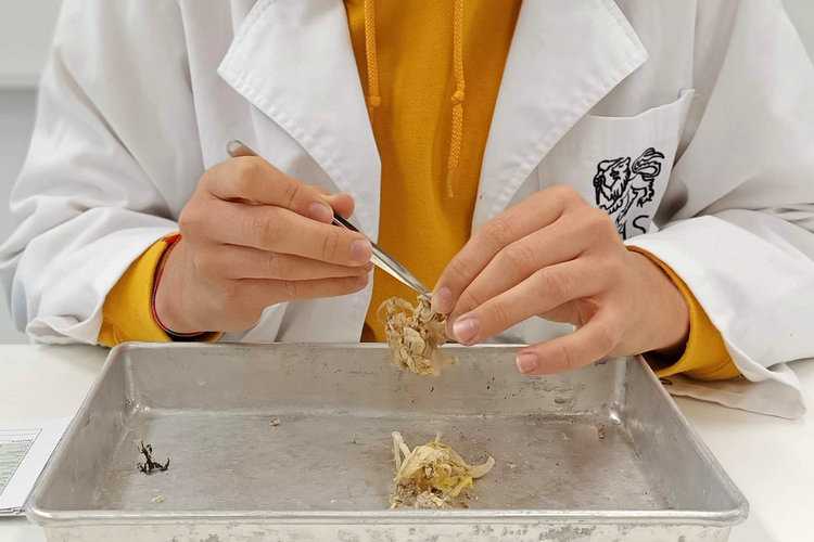 Tilly dissecting gull boluses