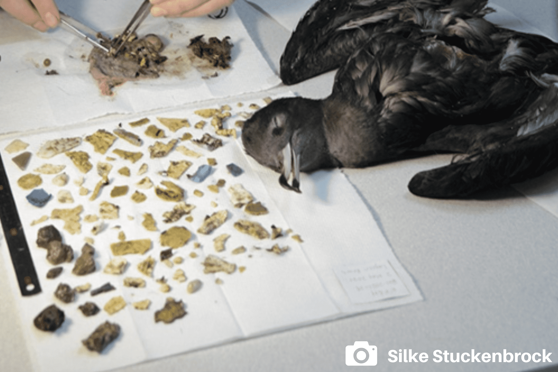 Ingested plastics removed from a Flesh-footed Shearwater chick in 2021