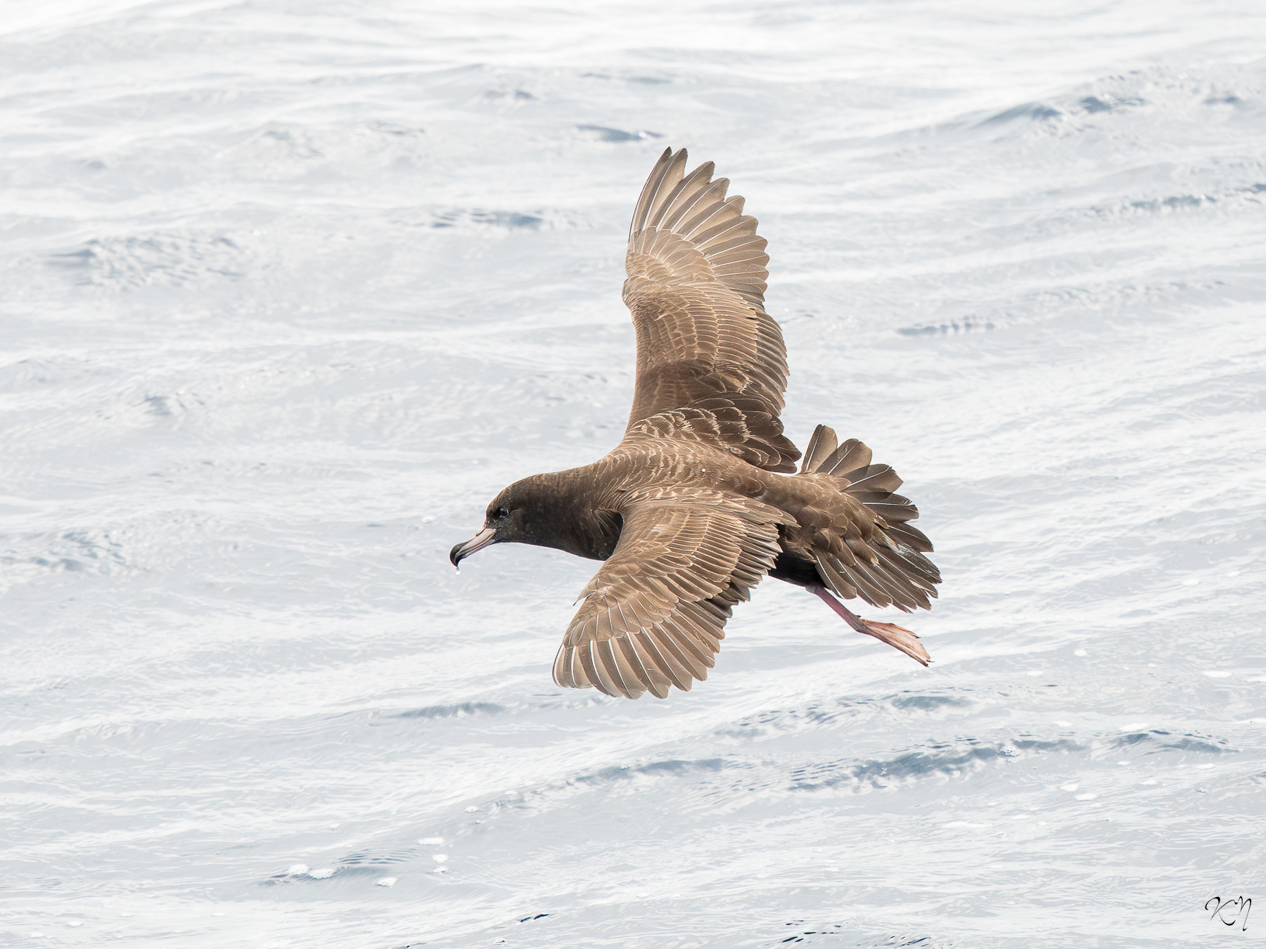 Photo of Shearwater in flight over water
