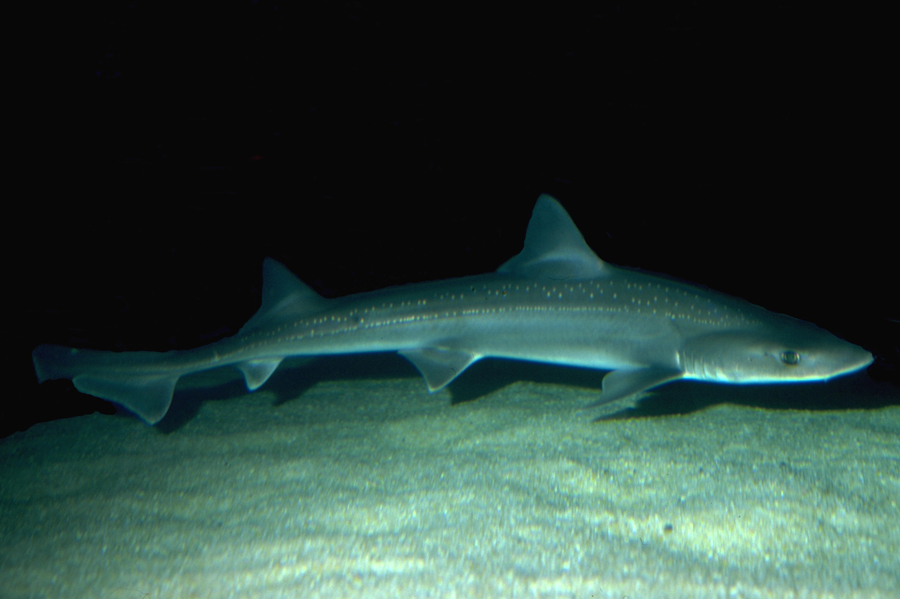 Photo of a gummy shark