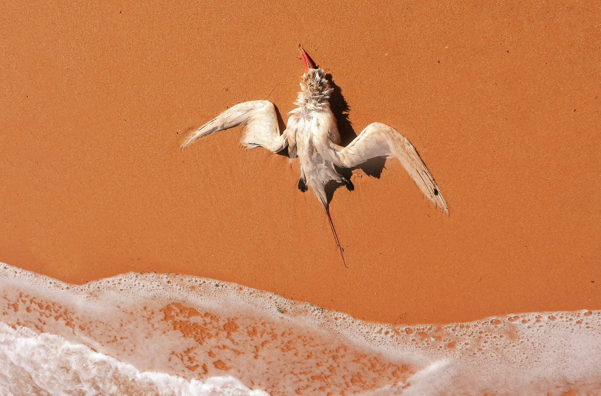 Dead bird washed up on beach