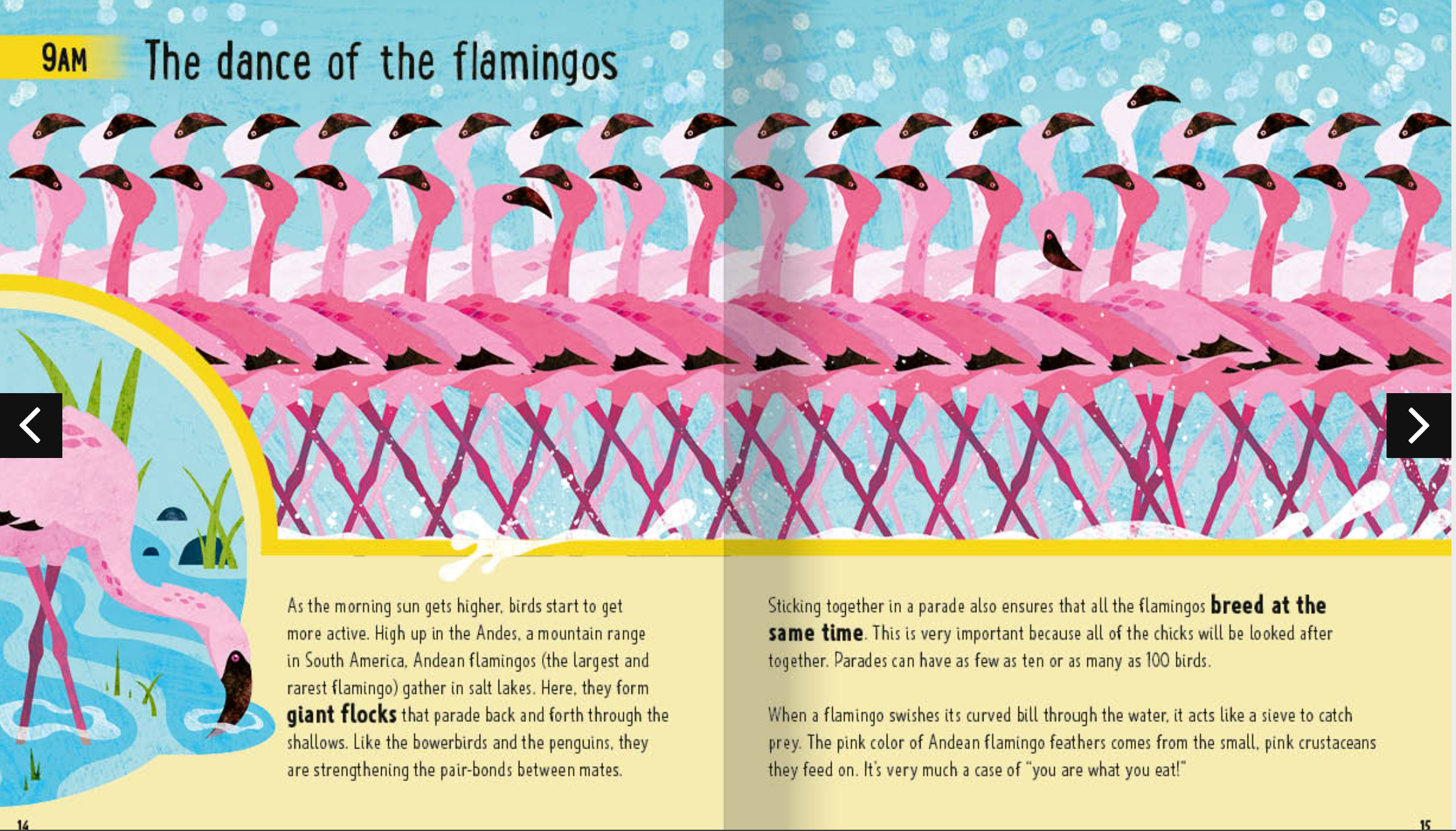 Flamingoes