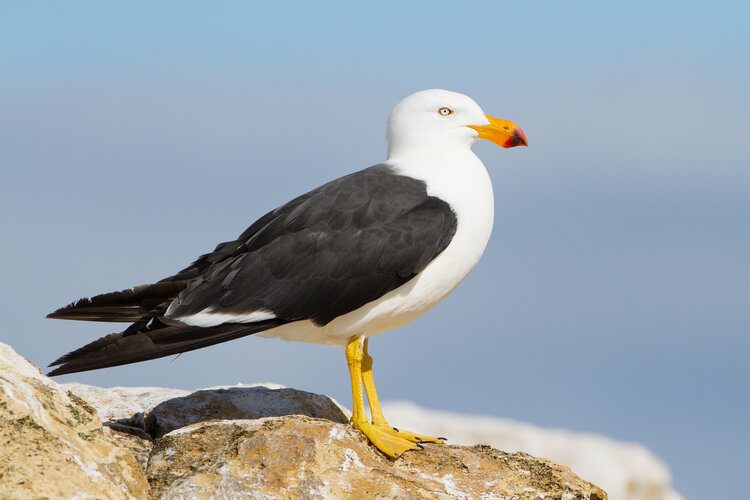 Larus Pacificus Derwent River Estuary