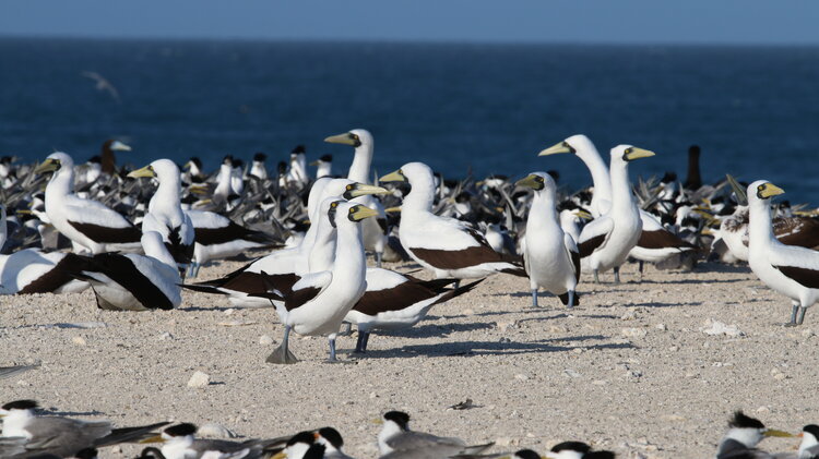 Masked Boobies