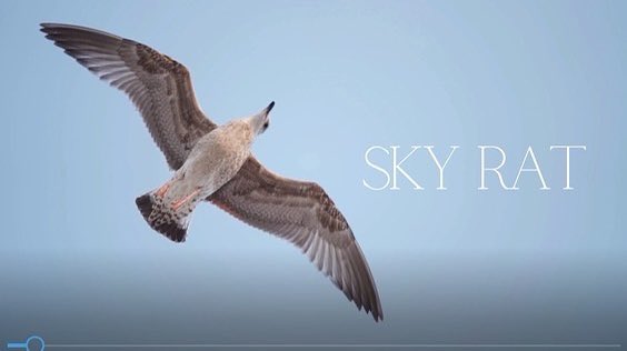 Skyrat